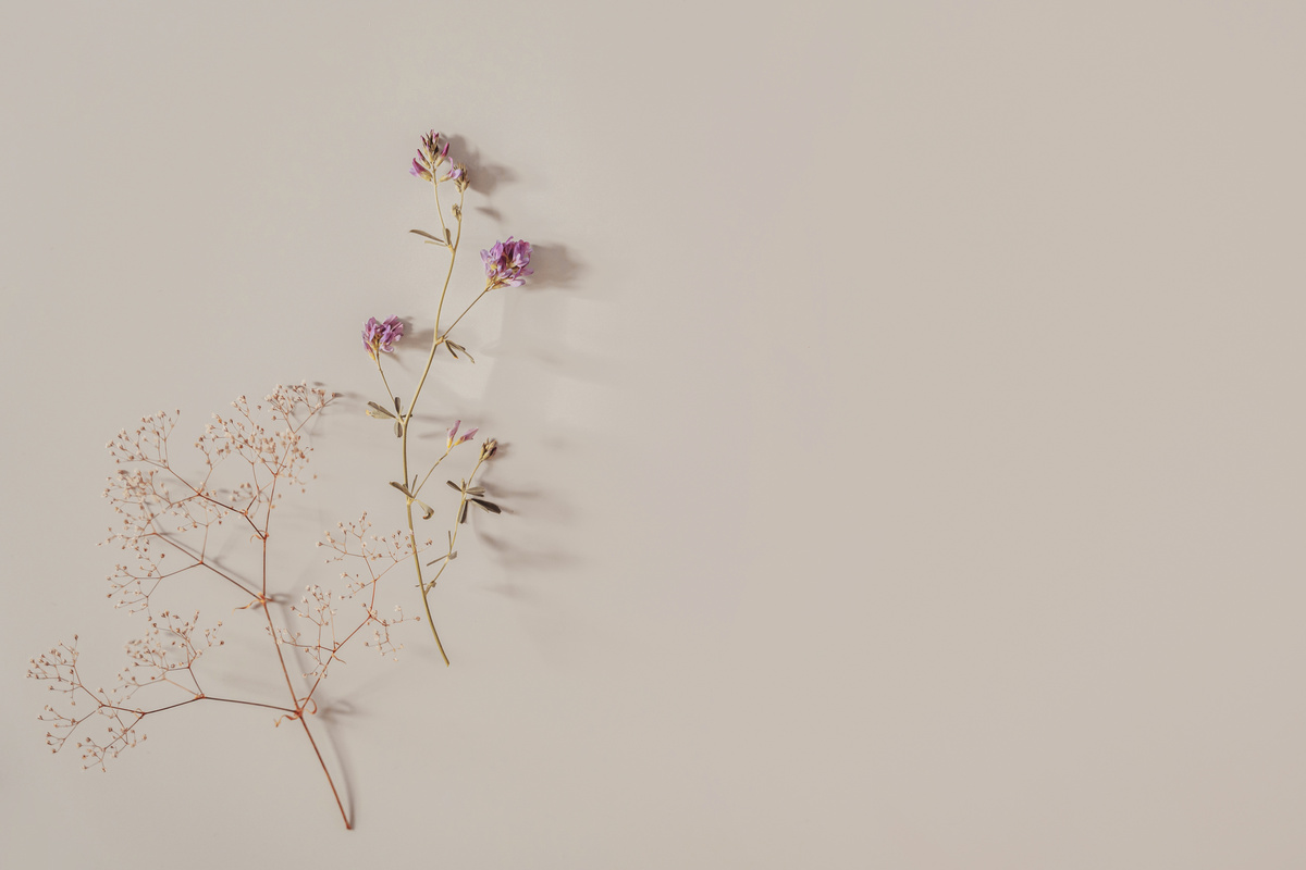 Delicate botanical aesthetic background,  beige pastels